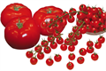 Semences Tomate – Semapro Maroc