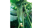 Courgette INFINITY F1