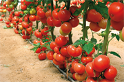 Tomate indéterminée DYNAMITE F1 (CASSIOPEIA)