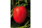 Tomate déterminée ISMAF1