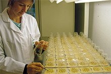 Laboratoire qualité semences