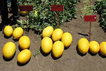 Essais comparatifs melons – Maroc